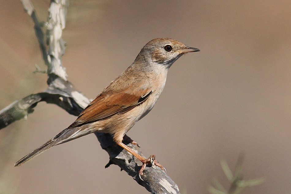 Bozkır ötleğeni » Spectacled Warbler » Sylvia conspicillata