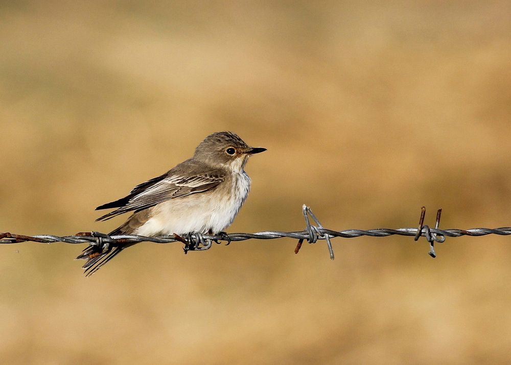 Benekli sinekkapan » Spotted Flycatcher » Muscicapa striata
