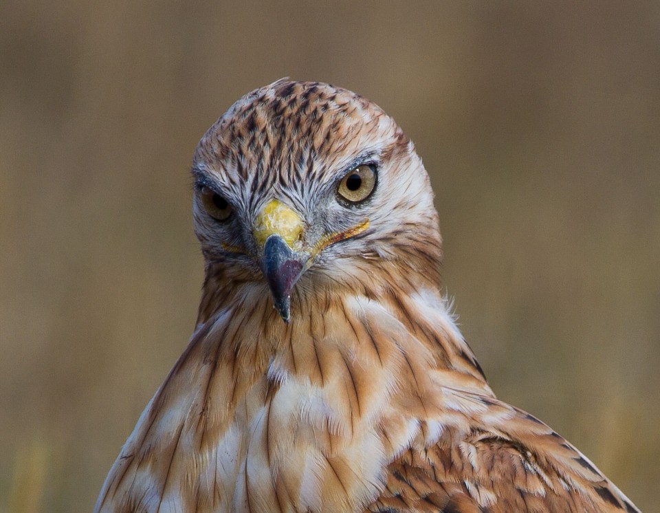 Kızıl şahin » Long-legged Buzzard » Buteo rufinus