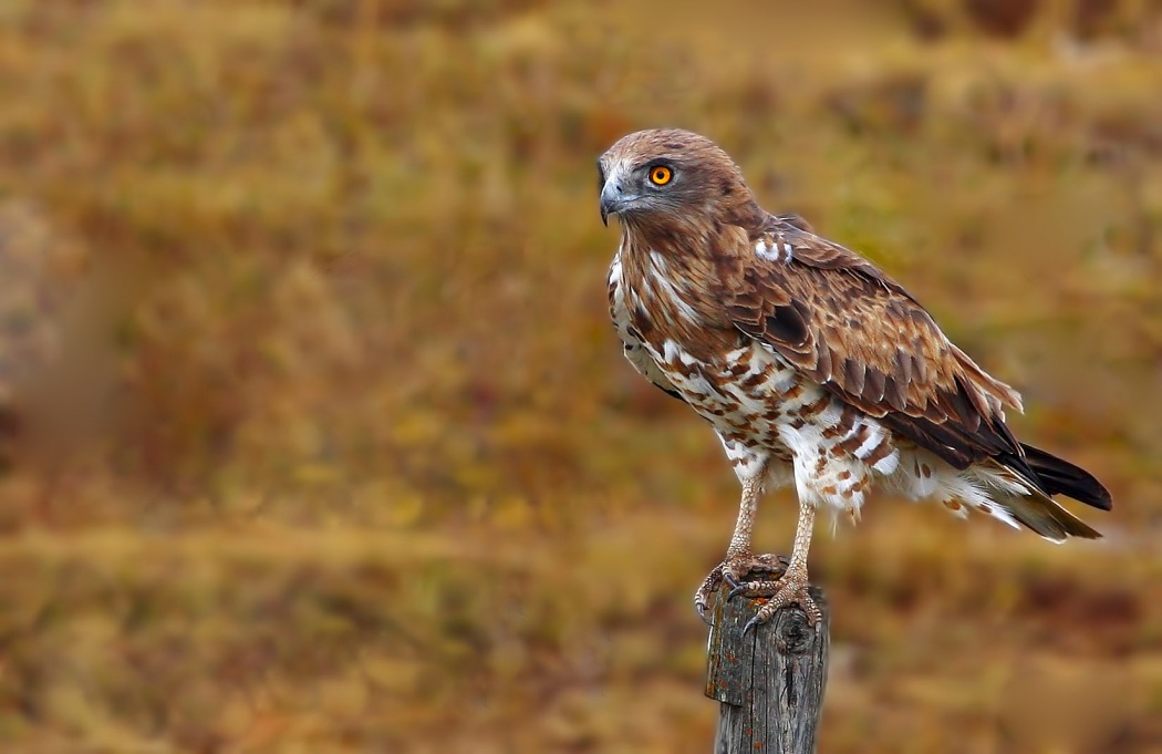 Yılan kartalı » Short-toed Snake Eagle » Circaetus gallicus