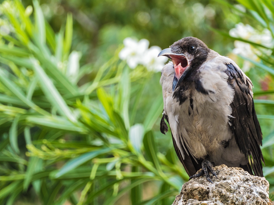 Leş kargası » Hooded Crow » Corvus cornix