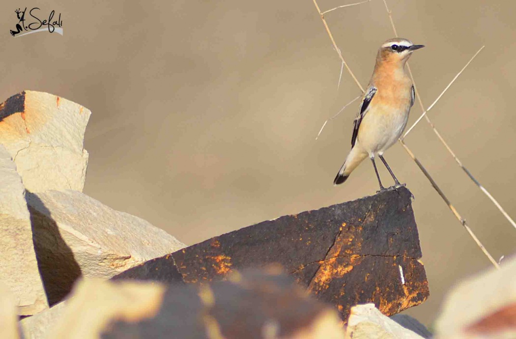 Kuyrukkakan » Northern Wheatear » Oenanthe oenanthe