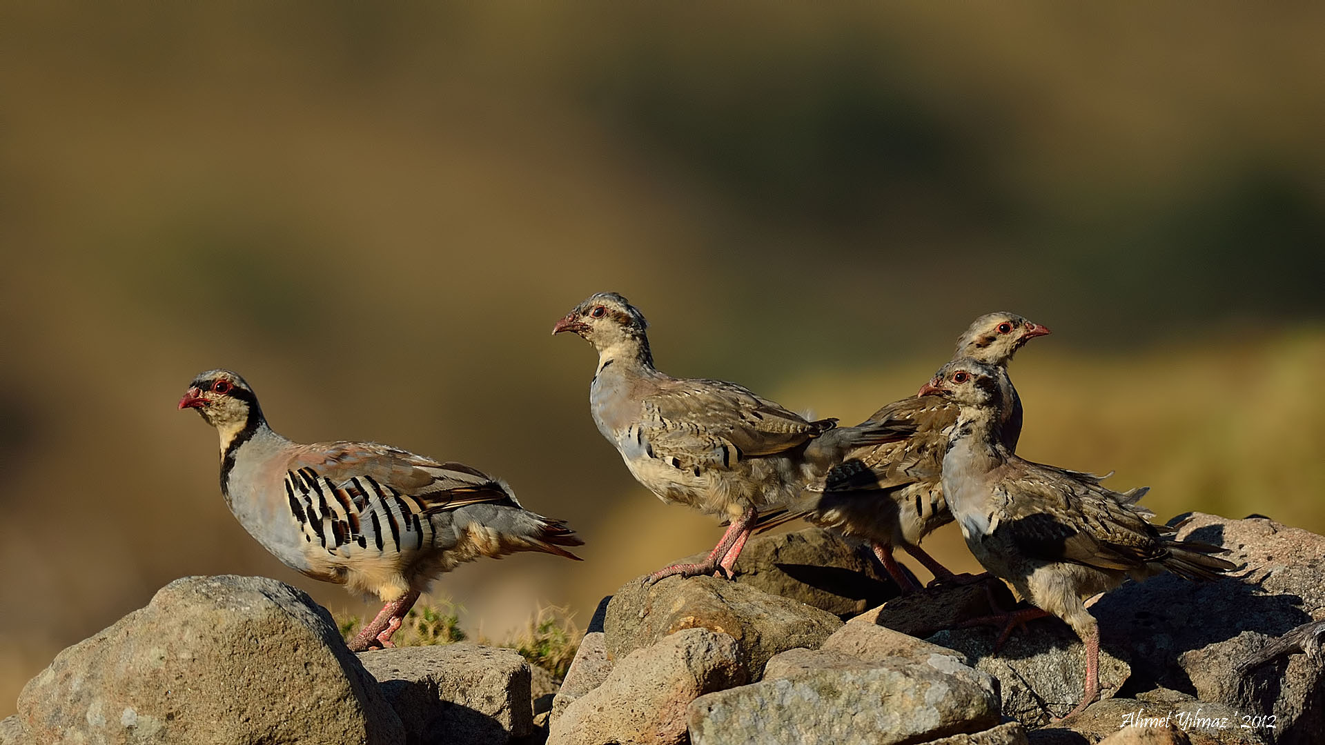 Kınalı keklik » Chukar Partridge » Alectoris chukar