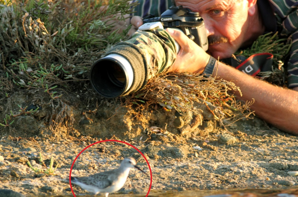 Kızıl kumkuşu » Curlew Sandpiper » Calidris ferruginea