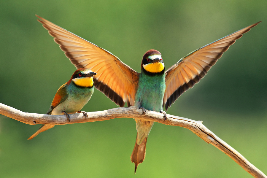 Arıkuşu » European Bee-eater » Merops apiaster