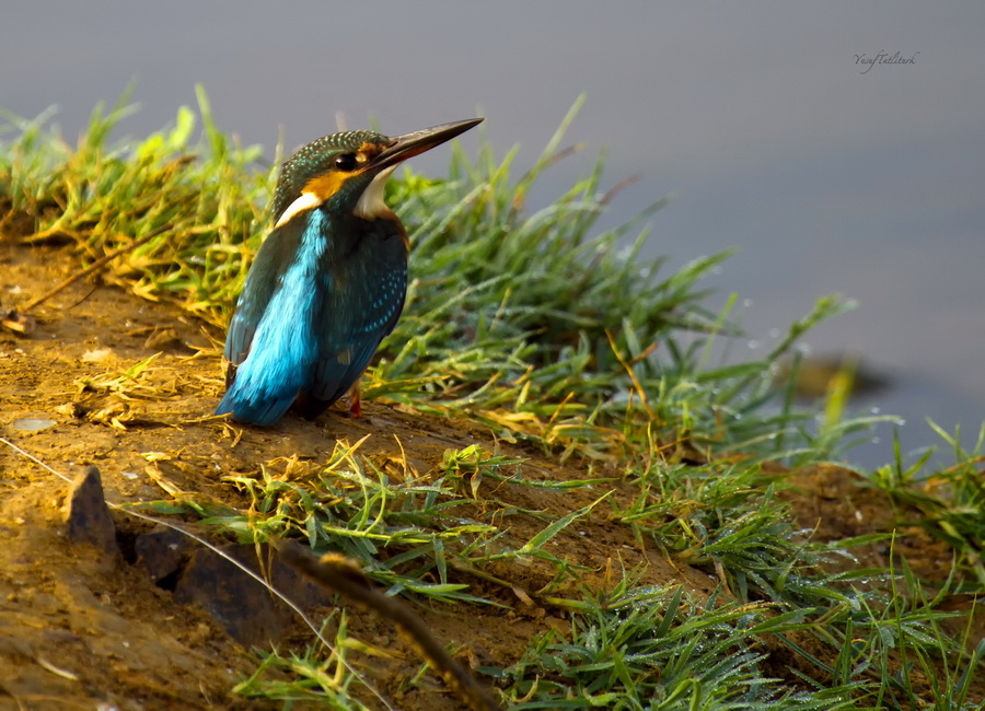 Yalıçapkını » Common Kingfisher » Alcedo atthis
