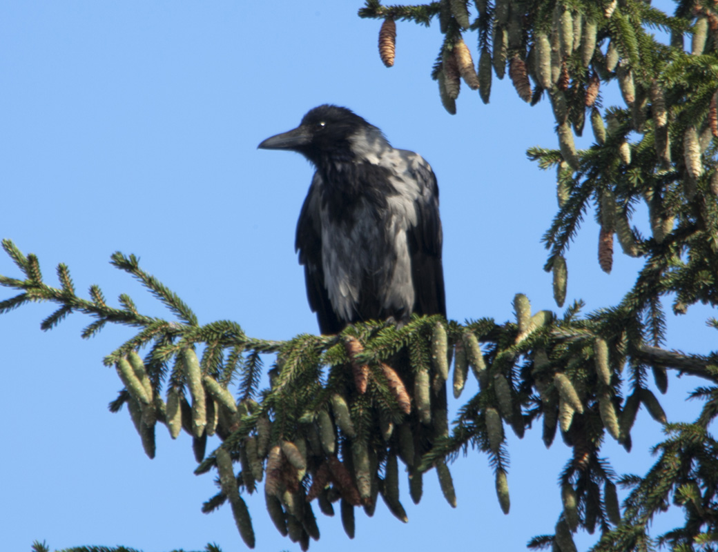Leş kargası » Hooded Crow » Corvus cornix