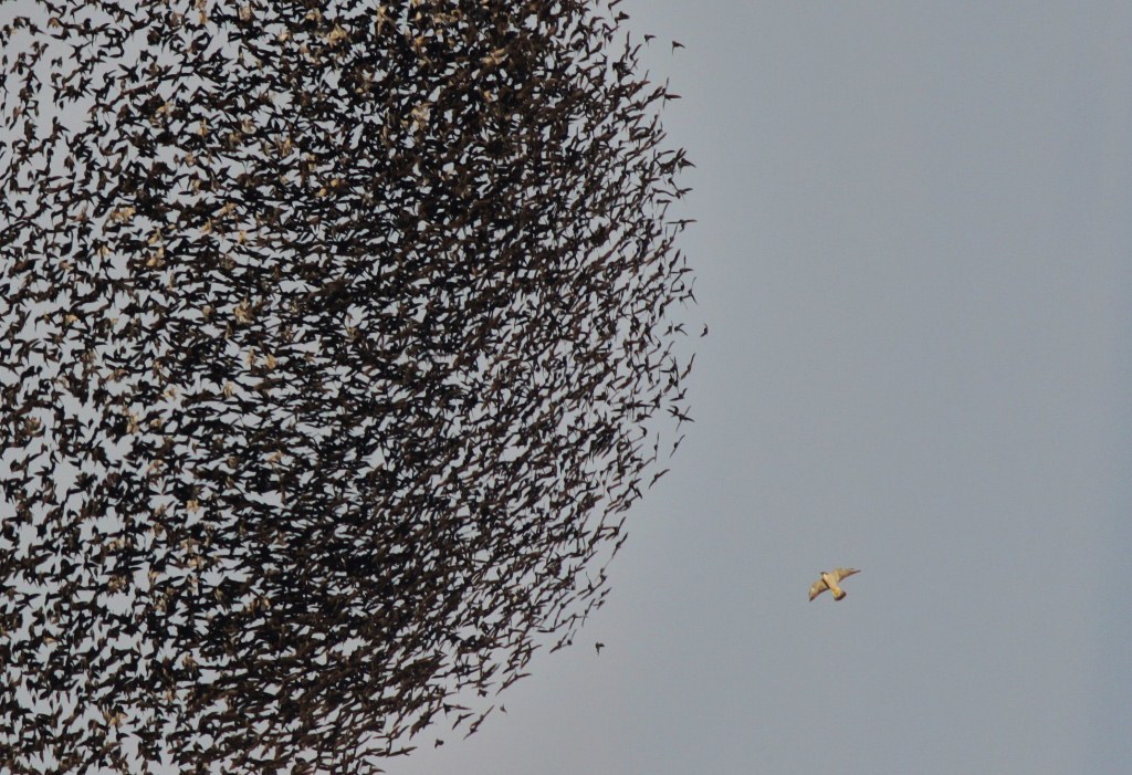 Sığırcık » Common Starling » Sturnus vulgaris