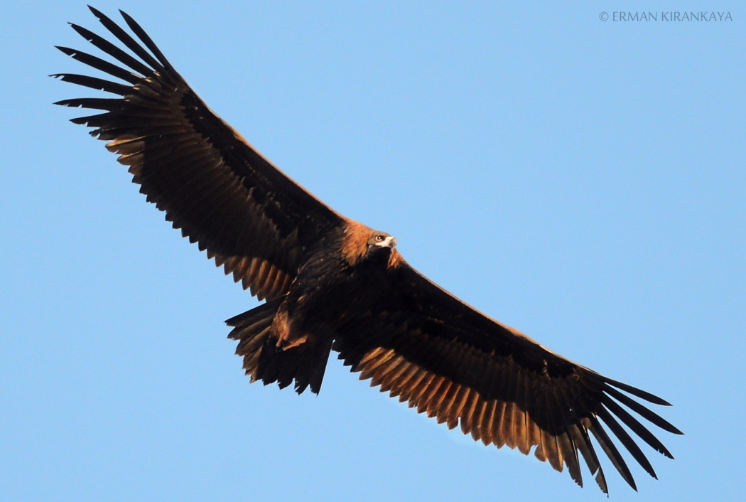 Kara akbaba » Cinereous Vulture » Aegypius monachus
