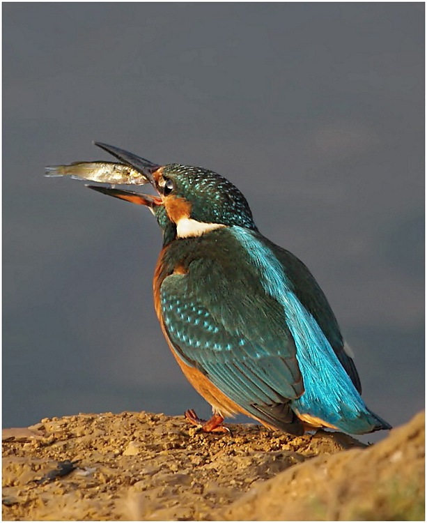 Yalıçapkını » Common Kingfisher » Alcedo atthis