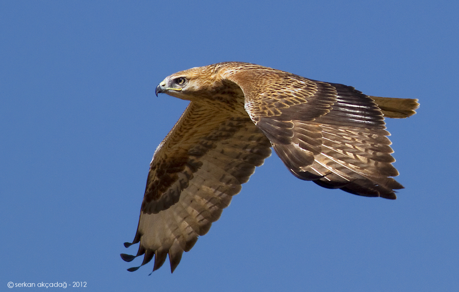Kızıl şahin » Long-legged Buzzard » Buteo rufinus