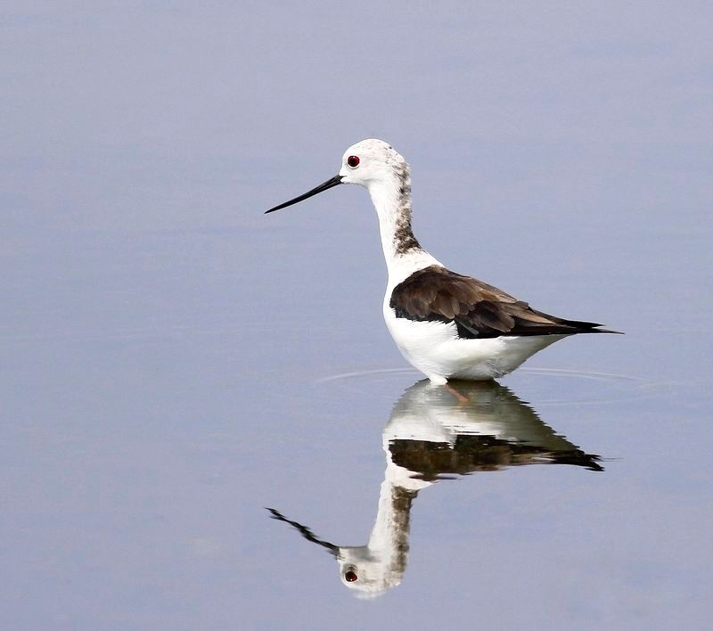 Uzunbacak » Black-winged Stilt » Himantopus himantopus