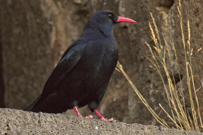 Kırmızıgagalı dağ kargası » Red-billed Chough » Pyrrhocorax pyrrhocorax