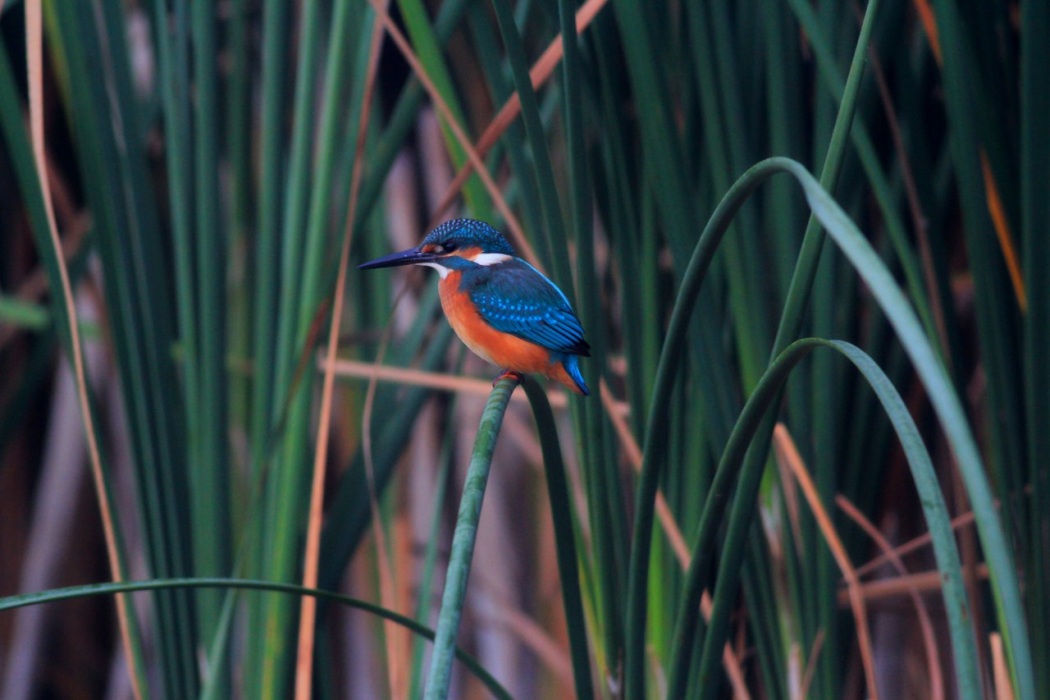 Yalıçapkını » Common Kingfisher » Alcedo atthis