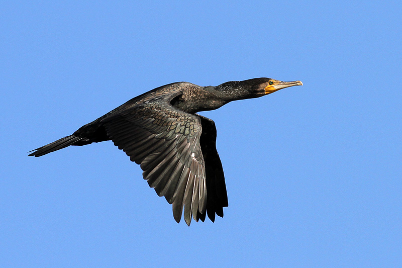 Karabatak » Great Cormorant » Phalacrocorax carbo