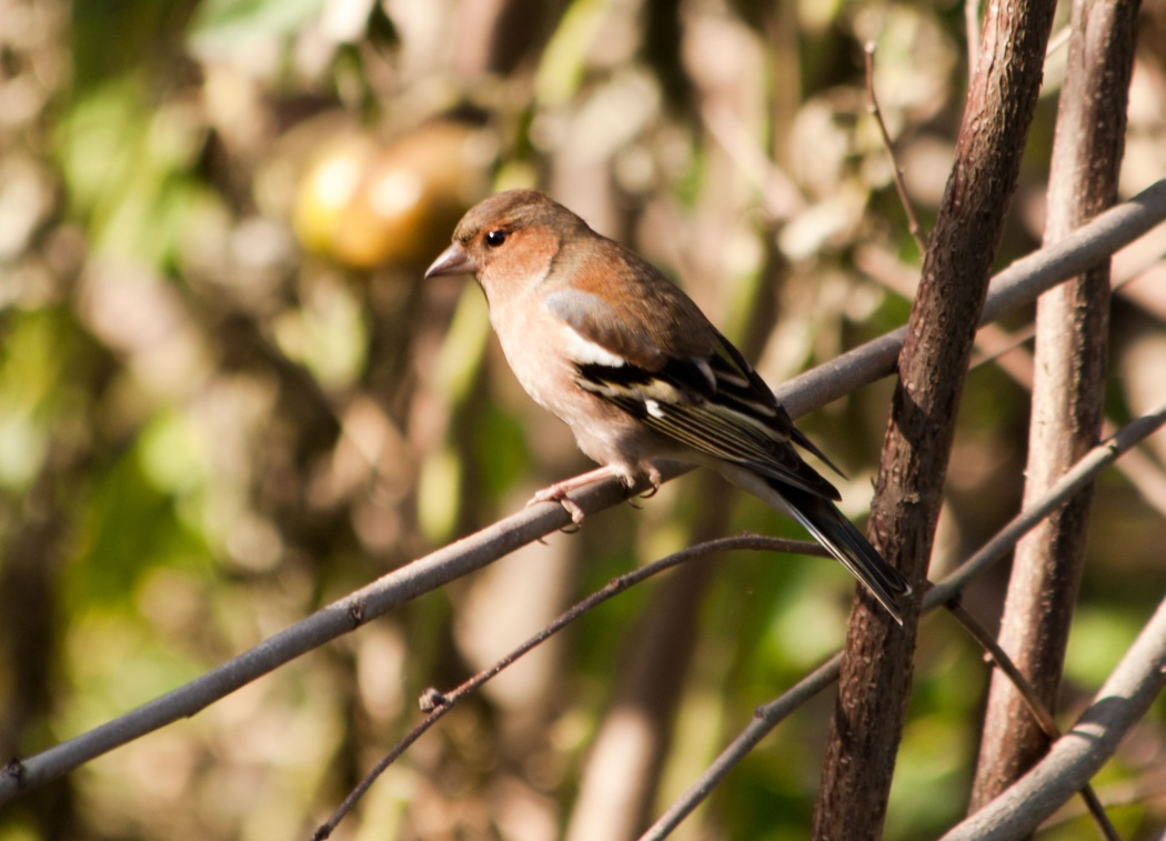 İspinoz » Common Chaffinch » Fringilla coelebs
