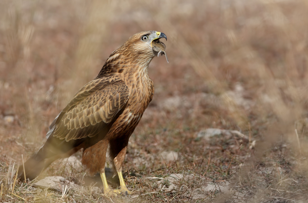 Kızıl şahin » Long-legged Buzzard » Buteo rufinus