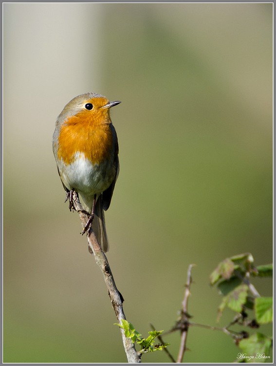 Kızılgerdan » European Robin » Erithacus rubecula