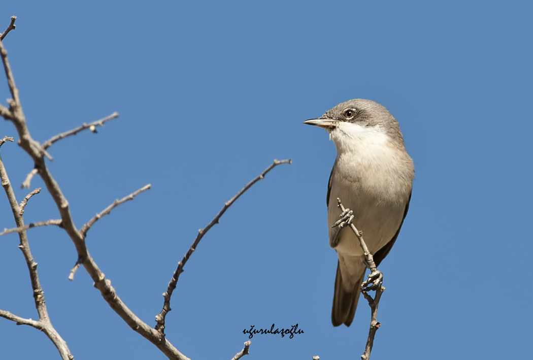 Küçük akgerdanlı ötleğen » Lesser Whitethroat » Sylvia curruca