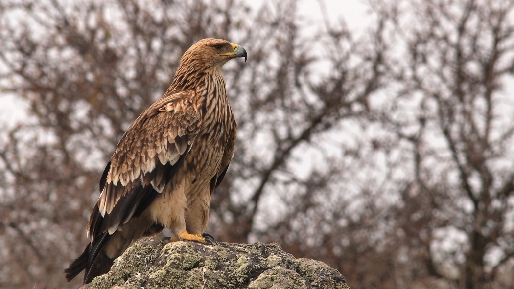 Şah kartal » Eastern Imperial Eagle » Aquila heliaca