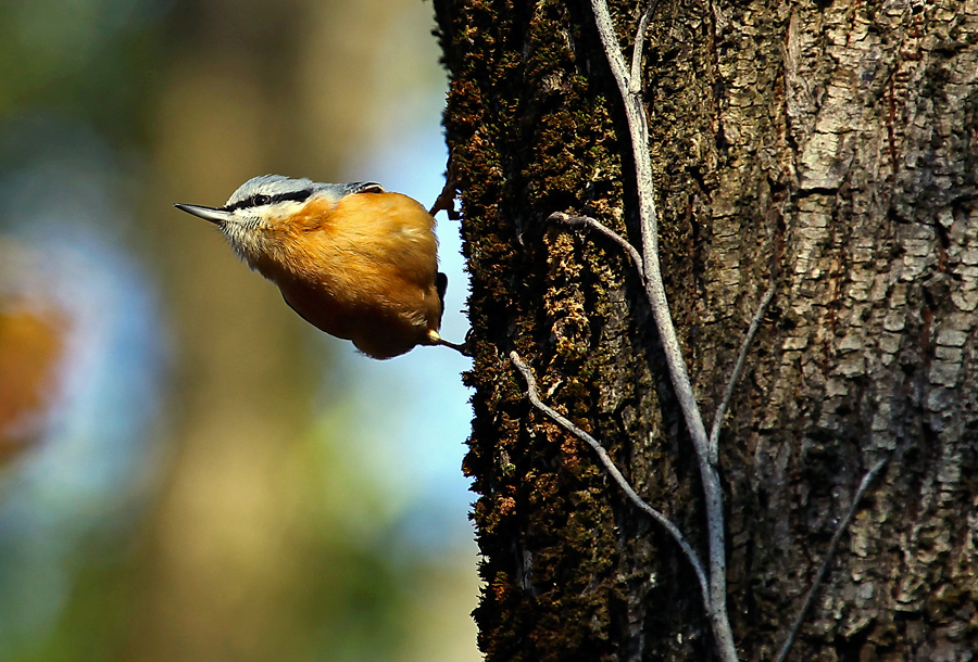 Sıvacı » Eurasian Nuthatch » Sitta europaea