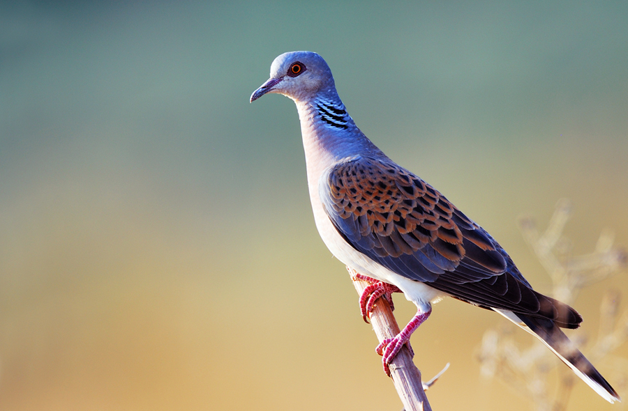 Üveyik » European Turtle Dove » Streptopelia turtur