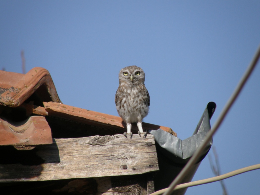 Kukumav » Little Owl » Athene noctua