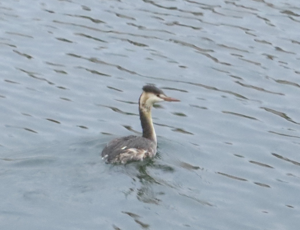 Bahri » Great Crested Grebe » Podiceps cristatus