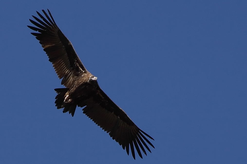 Kara akbaba » Cinereous Vulture » Aegypius monachus