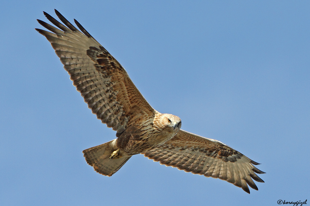 Kızıl şahin » Long-legged Buzzard » Buteo rufinus