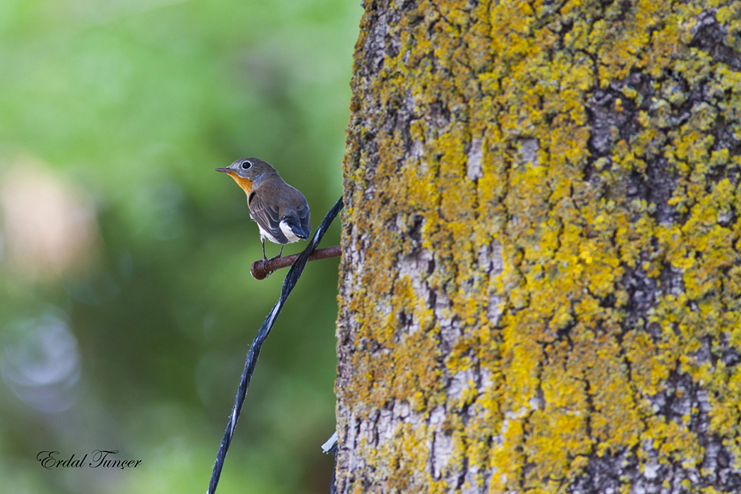 Küçük Sinekkapan » Red-breasted Flycatcher » Ficedula parva