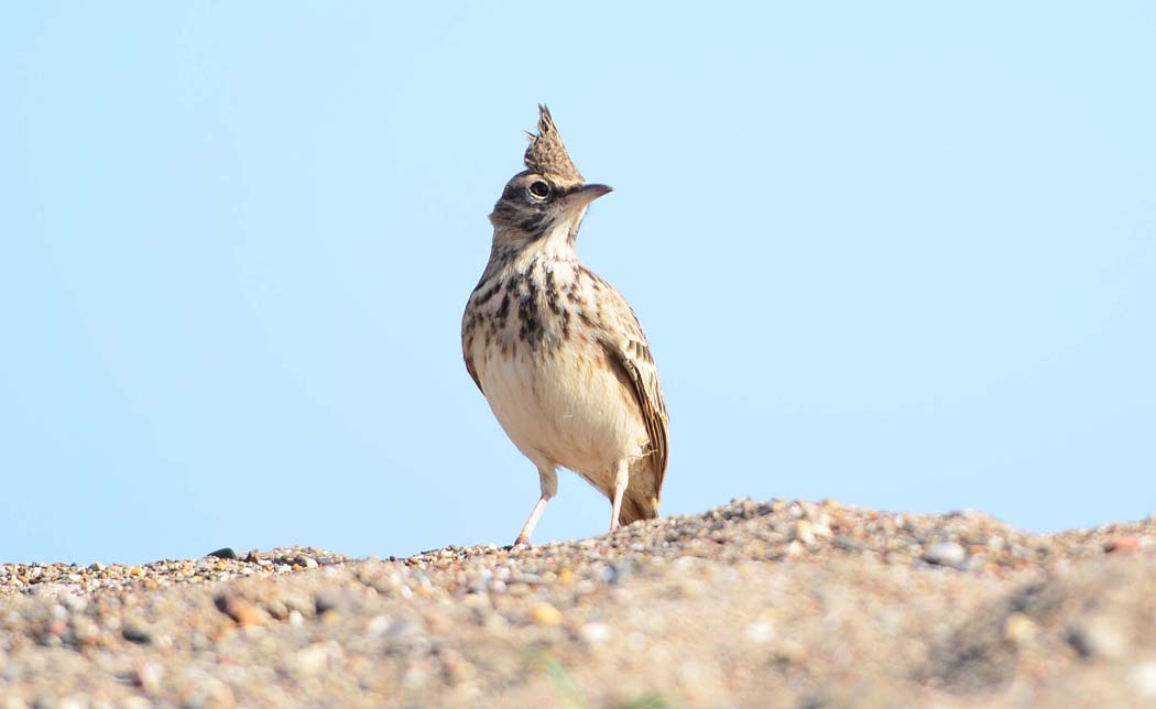 Tepeli toygar » Crested Lark » Galerida cristata