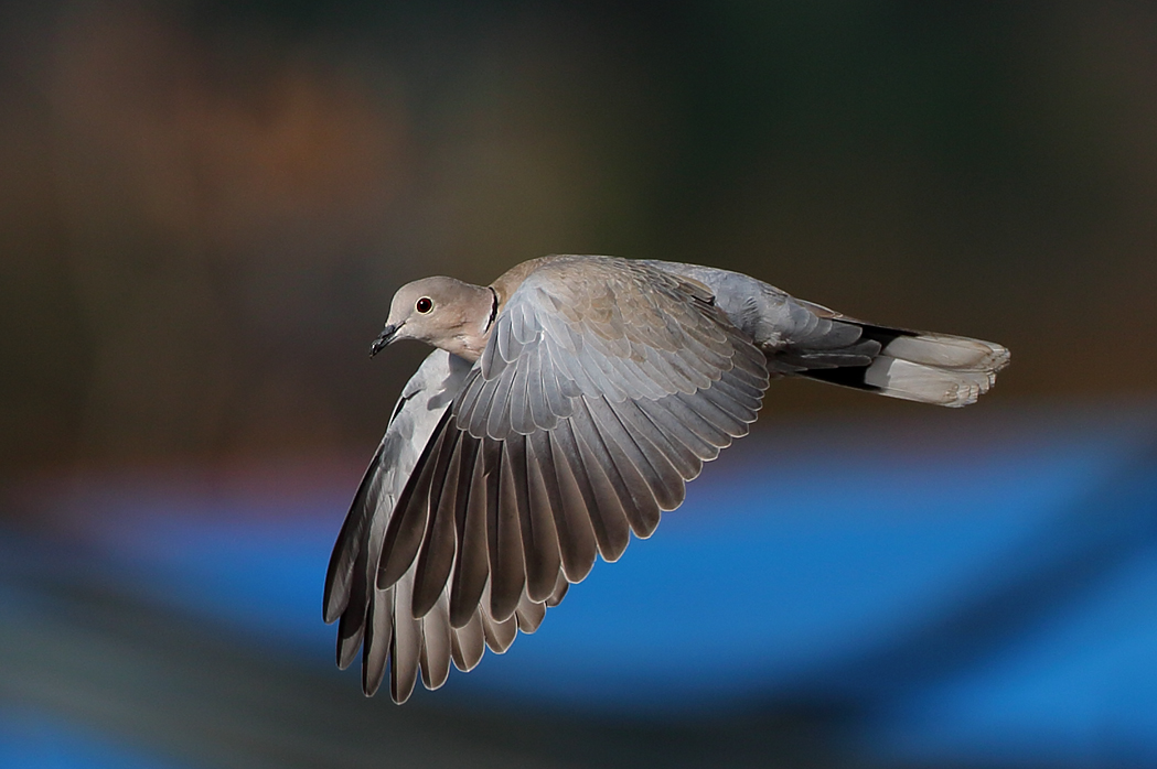 Kumru » Eurasian Collared Dove » Streptopelia decaocto