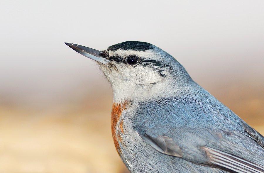 Anadolu sıvacısı » Krüper`s Nuthatch » Sitta krueperi