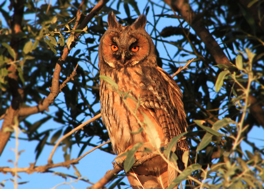 Kulaklı orman baykuşu » Long-eared Owl » Asio otus