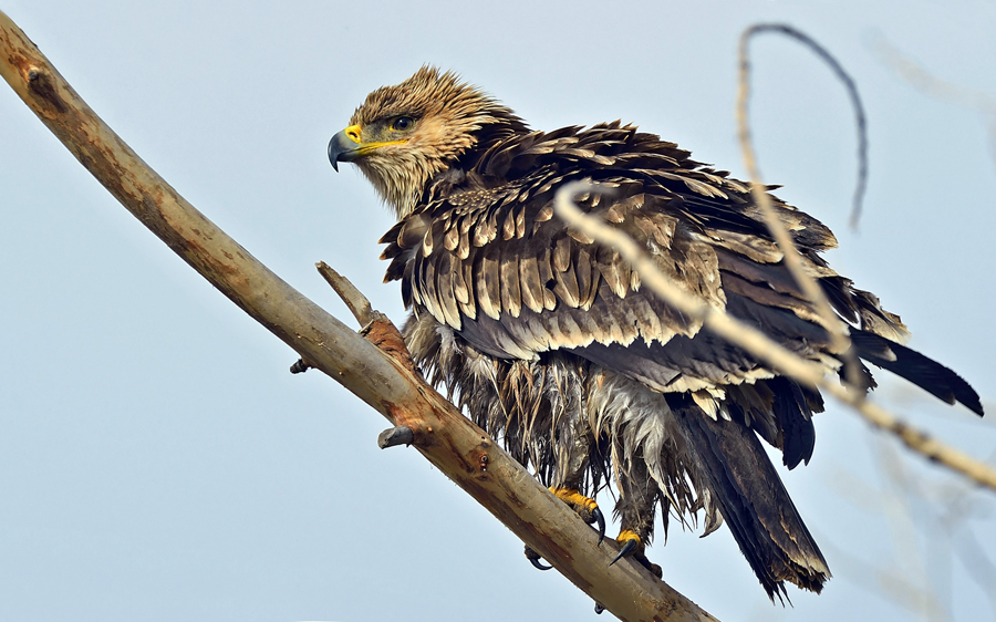 Şah kartal » Eastern Imperial Eagle » Aquila heliaca