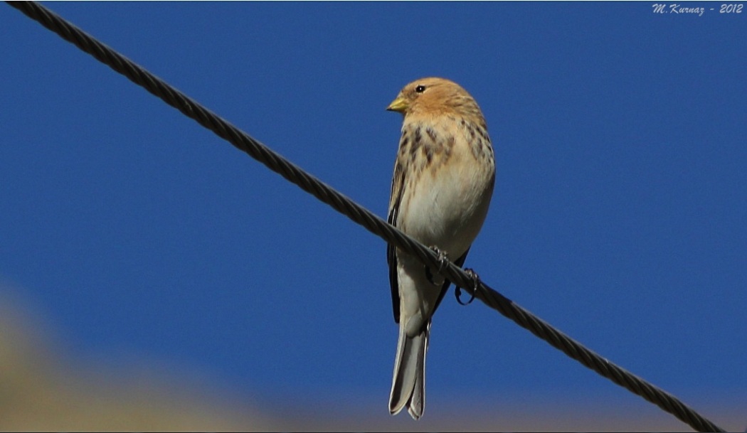 Sarıgagalı ketenkuşu » Twite » Linaria flavirostris