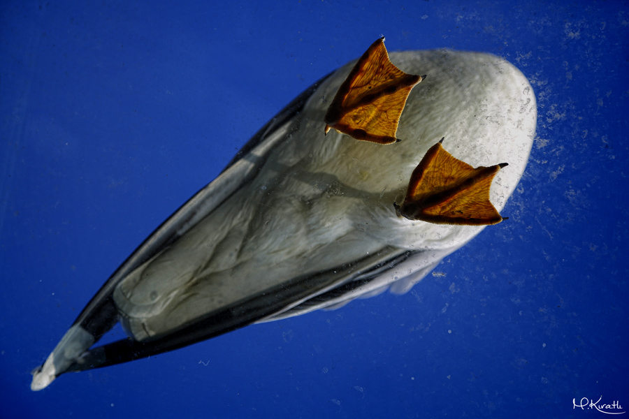 Gümüş martı » Yellow-legged Gull » Larus michahellis