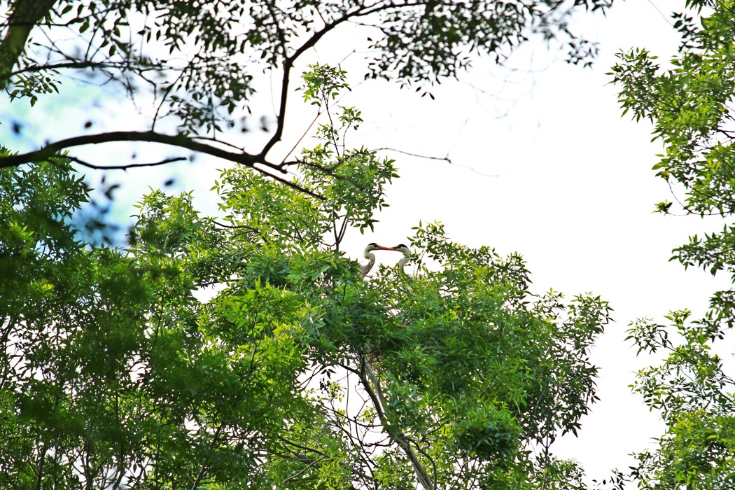 Gri balıkçıl » Grey Heron » Ardea cinerea