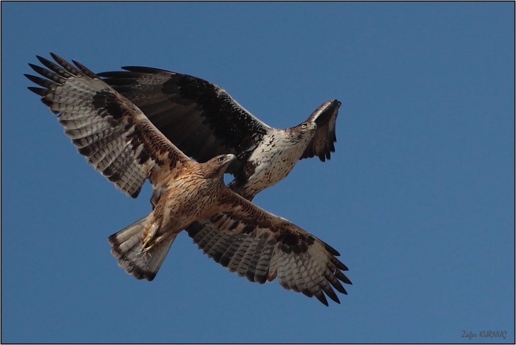 Tavşancıl » Bonelli`s Eagle » Aquila fasciata