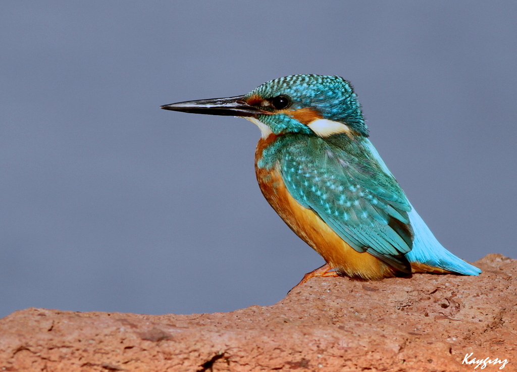 Yalıçapkını » Common Kingfisher » Alcedo atthis