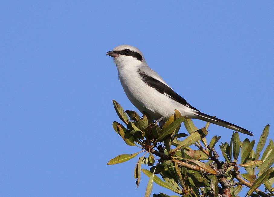 Büyük örümcekkuşu » Great Grey Shrike » Lanius excubitor