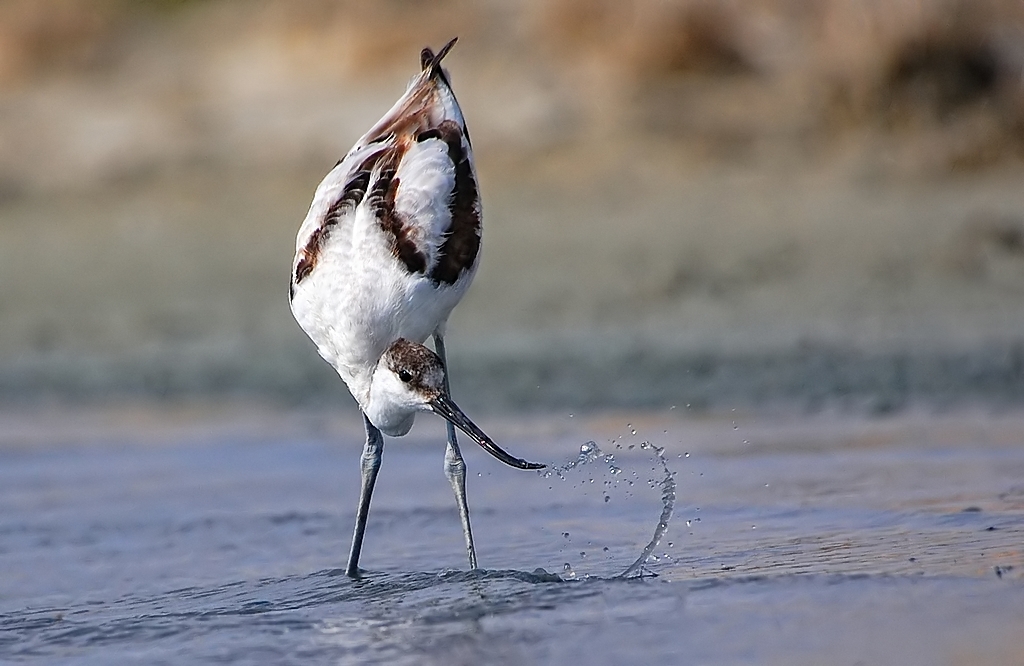 Kılıçgaga » Pied Avocet » Recurvirostra avosetta