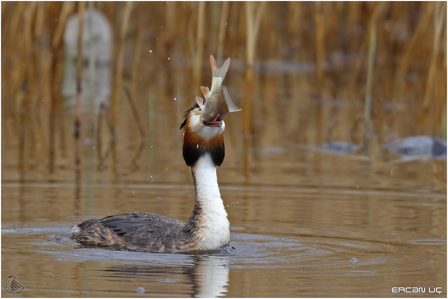 Bahri » Great Crested Grebe » Podiceps cristatus