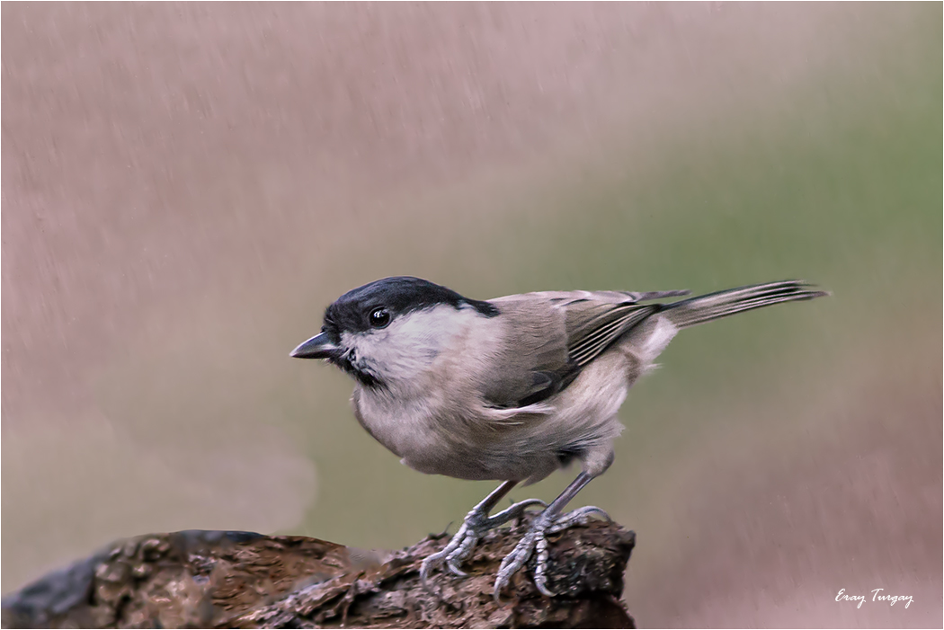 Kayın baştankarası » Marsh Tit » Poecile palustris