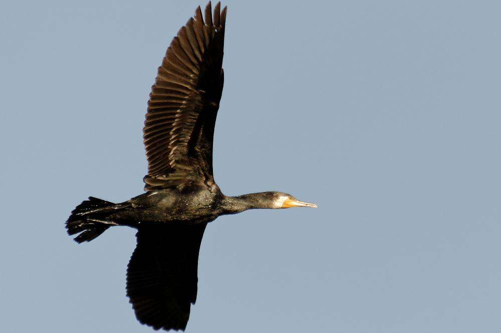 Karabatak » Great Cormorant » Phalacrocorax carbo