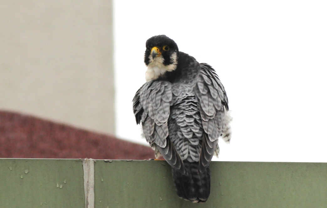 Gök doğan » Peregrine Falcon » Falco peregrinus