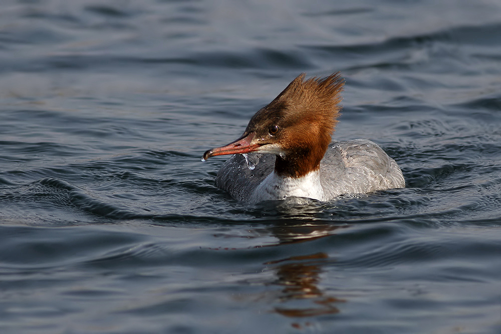 Büyük tarakdiş » Common Merganser » Mergus merganser