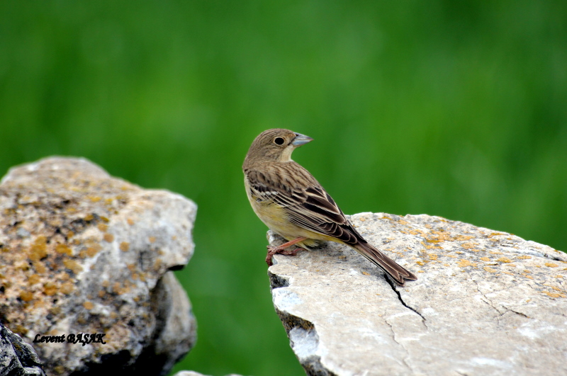 Karabaşlı kirazkuşu » Black-headed Bunting » Emberiza melanocephala