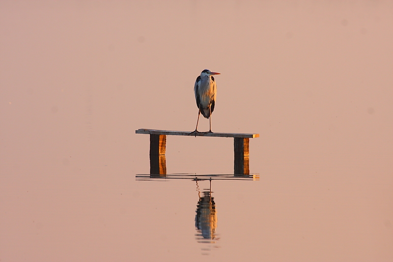 Gri balıkçıl » Grey Heron » Ardea cinerea